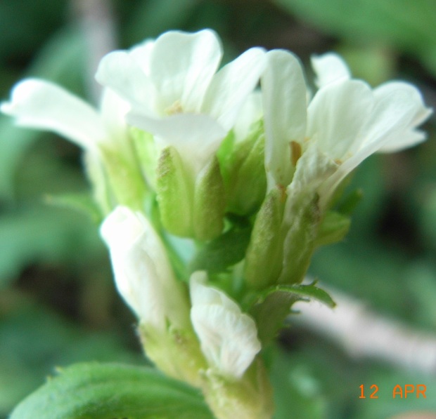 Arabis turrita